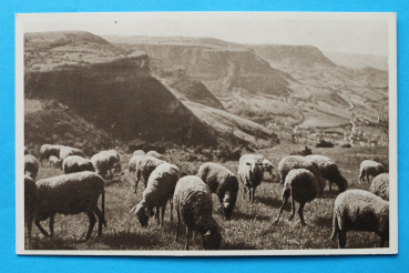 Ansichtskarte AK Roquefort 1930-1940 Schafe Weide Frankreich France 12 Aveyron